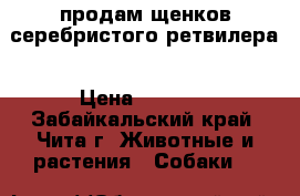продам щенков серебристого ретвилера › Цена ­ 1 500 - Забайкальский край, Чита г. Животные и растения » Собаки   